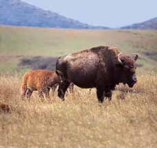 Buffalo on Catalina Island