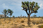 Joshua Tree Town