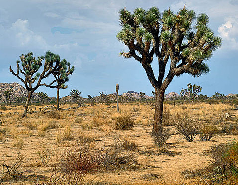 Joshua Tree in the Desert