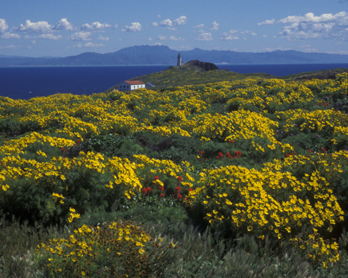 Anacapa Island, Channel Islands National Park