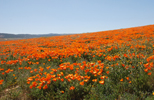 Lancaster in the Antelope Valley