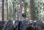 Calaveras Big Trees State Park in California