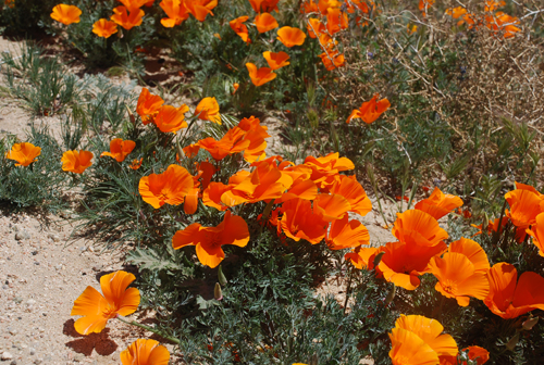 California Poppy Preserve