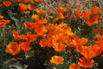 California Poppy Preserve