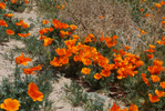 California Poppy Preserve