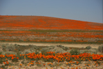 California Poppy Preserve