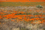 California Poppy Preserve