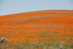 California Poppy Preserve