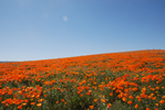 California Poppy Preserve