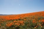 California Poppy Preserve