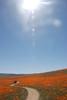 California Poppy Preserve