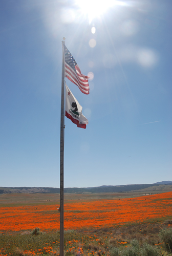 California Poppy Preserve